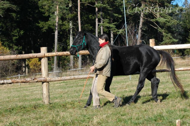 Říjen 2010, práce ve volnosti v kruhovce, zastavení z klusu. Foto Olga Procházková