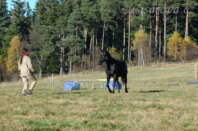 Říjen 2010, práce ve volnosti, přiklusání ke mě. Foto Olga Procházková