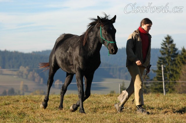 Říjen 2010, práce ve volnosti, klus vedle mě. Foto Olga Procházková