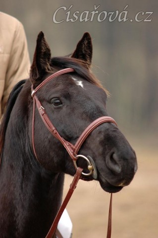 Carthago pozoruje ostatní koně, foto Olga Procházková