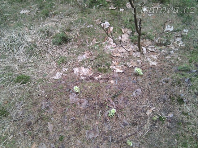 23.3.2011 - Začíná jaro, květů je čím dál víc:-) Léčivá bylinka Devětsil