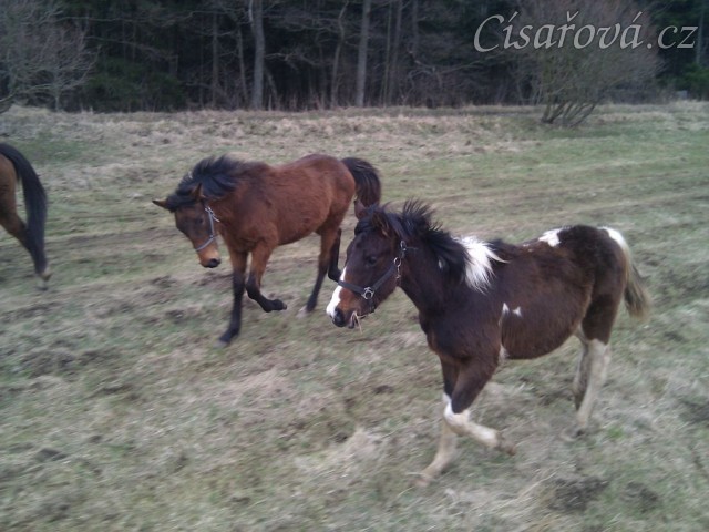 27.3.2011 - Roční hříbata s maminkami na výletě, o dovádění není nouze:-)