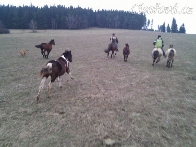 27.3.2011 - Roční hříbata s maminkami na výletě, o dovádění není nouze:-)