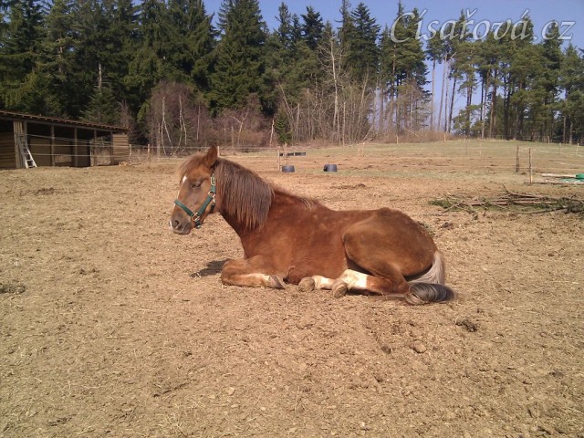 Nový přírůstek na hříbárně, necelé dva roky starý hřebeček plemene Morgan z USA.
