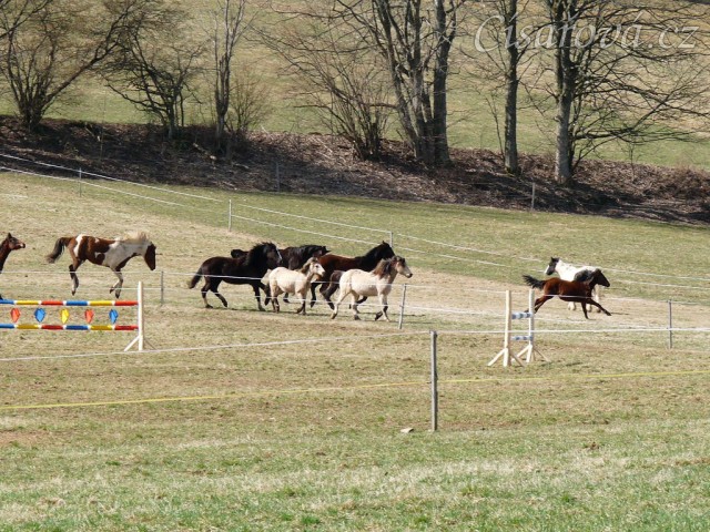 2.4.2011 - První vypuštění koní na pastvu, bylo veselo:-)