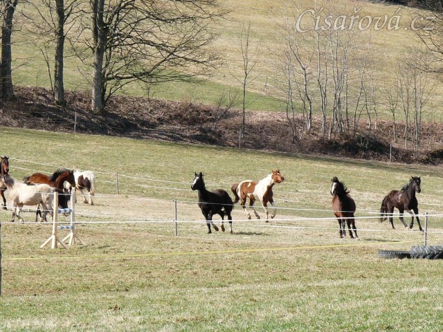 2.4.2011 - První vypuštění koní na pastvu, bylo veselo:-)