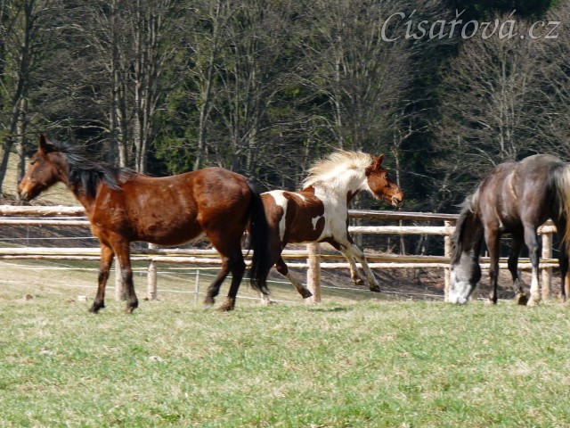 2.4.2011 - První vypuštění koní na pastvu, bylo veselo:-)