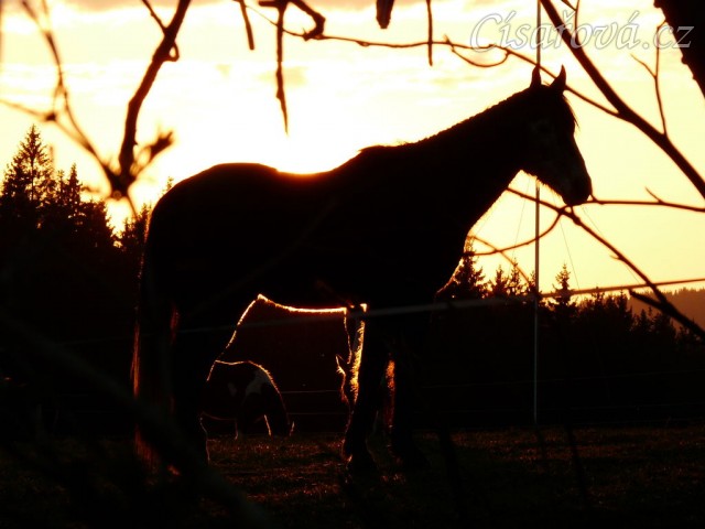 2.4.2011 - První vypuštění koní na pastvu, západ slunce