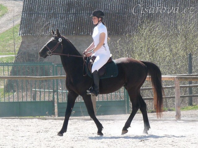 Carthago na opracovišti - "kde je ta moje kobyla?" :-)