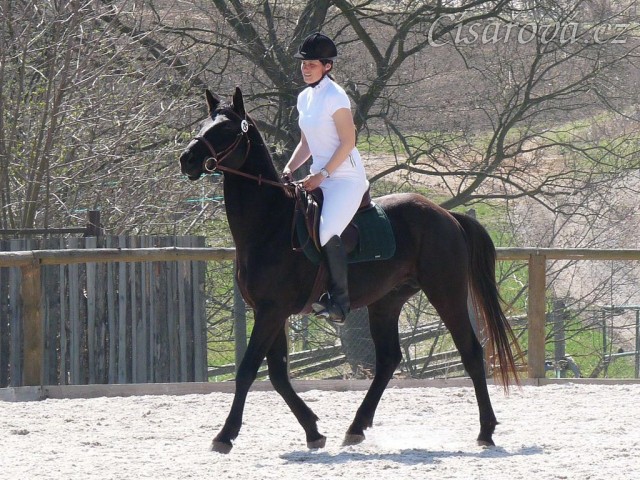 Carthago na opracovišti - "kde je ta moje kobyla?" :-)