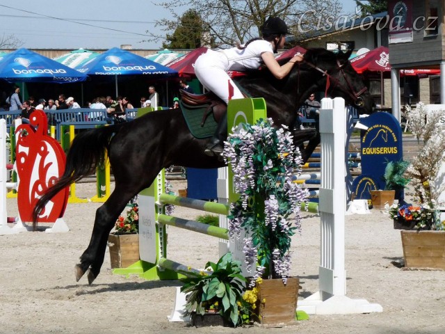 Carthago v soutěži stupňovaná obtížnost do 100 cm