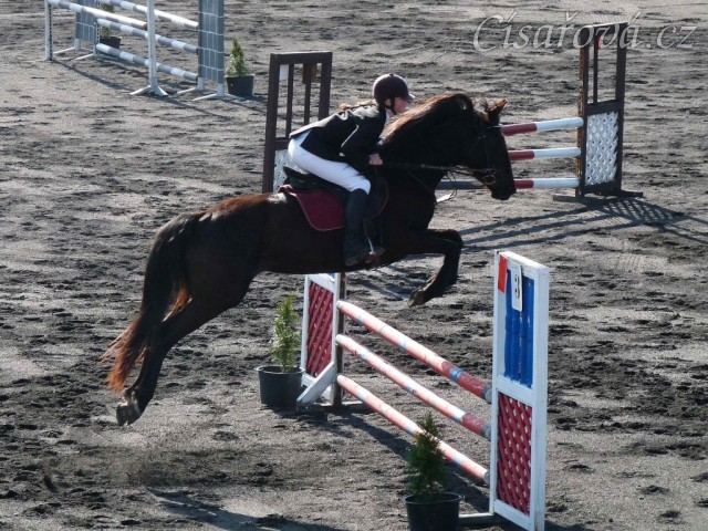 Arwen v soutěži stupně ZM