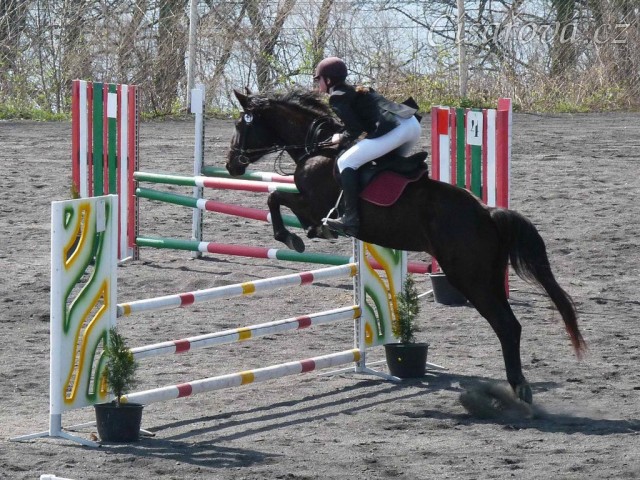 Arwen v soutěži stupně Z