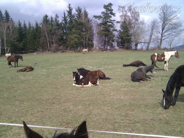 7.4.2011 - Siesta na jarní pastvině