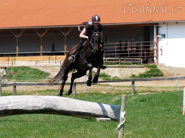 Arwen, přeskok přes kmen
