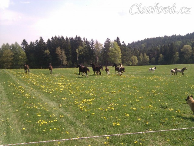 25.4.2011 - Vypuštění koní na novou pastvinu o velikosti 3 ha