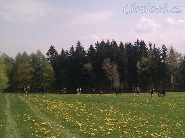 25.4.2011 - Vypuštění koní na novou pastvinu o velikosti 3 ha