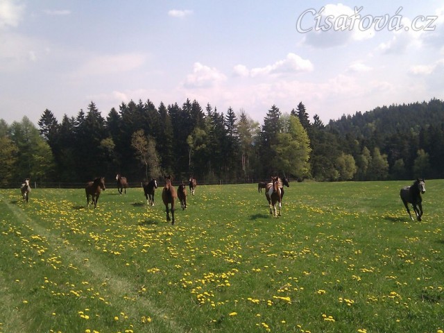 25.4.2011 - Vypuštění koní na novou pastvinu o velikosti 3 ha