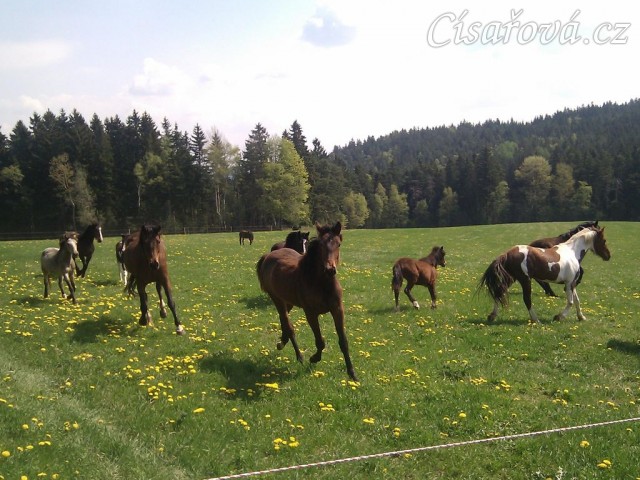 25.4.2011 - Vypuštění koní na novou pastvinu o velikosti 3 ha