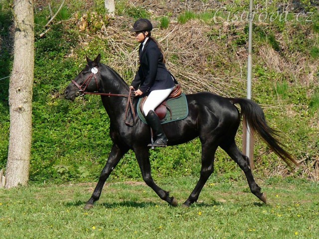 Carthago při opracování na kolbišti před soutěží ZM