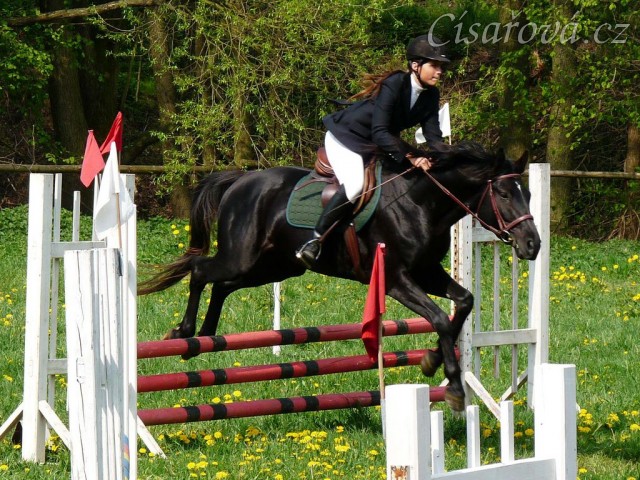 Carthago skáče při opracování na kolbišti před soutěží ZM