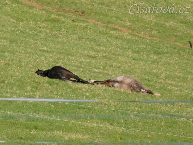 2.5.2011 - Hřebci spí na pastvině, čtyřletí Rybíz a Dukát, hluboký spánek:-)