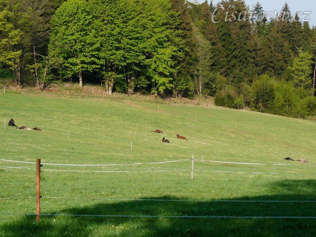 2.5.2011 - Celé stádo, všech osm hřebců, spí. A pak že někdo musí hlídat:-)