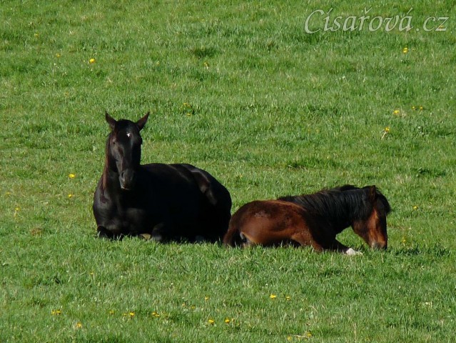 Čtyřletý Carthago a roční Gimli spí na pastvině