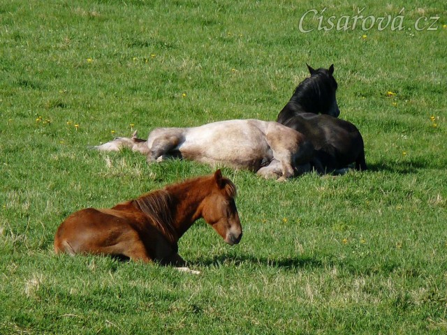 Čtyřletý Dukát a Rybíz, dvouletý Bob, všichni spí:-)