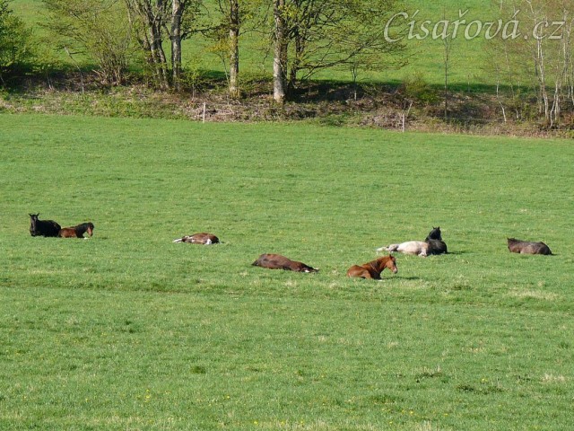 Všech 8 hřebců spí, nikdo nehlídá:-)