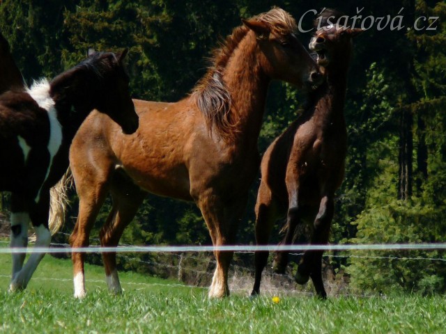 Roční Gimli doráží na dvouletého Boba