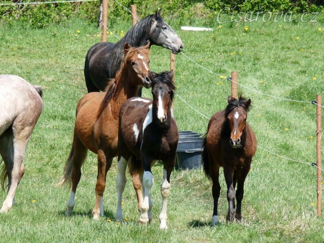 Stádo mladých hřebců