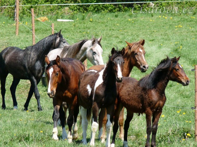 Stádo mladých hřebců