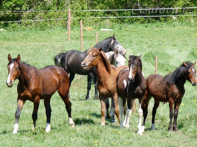 Stádo mladých hřebců