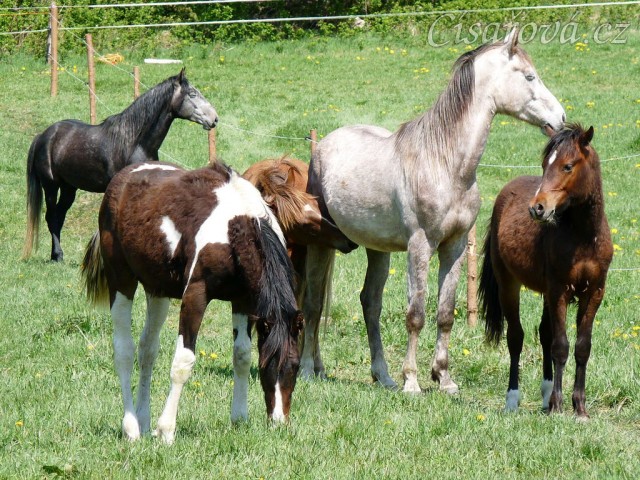 Stádo mladých hřebců