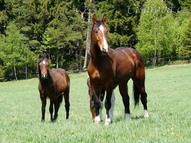 Dvouletý Frenkie a roční Gimli s Fizzinem