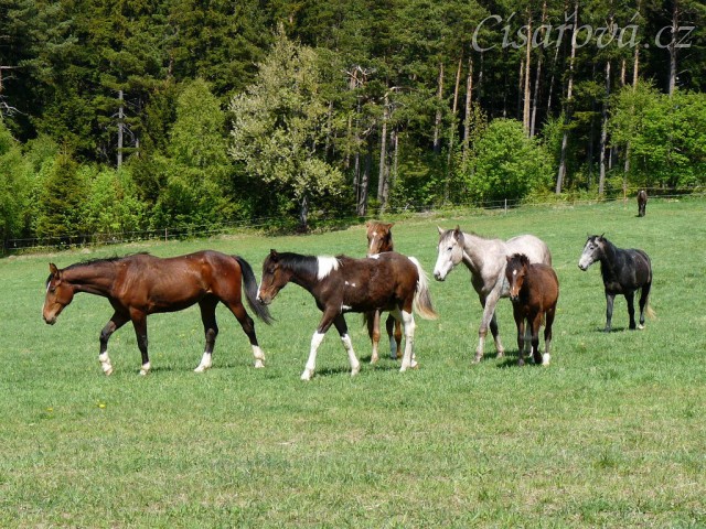 Stádo mladých hřebců