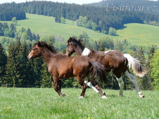 Ročci dovádí na pastvině