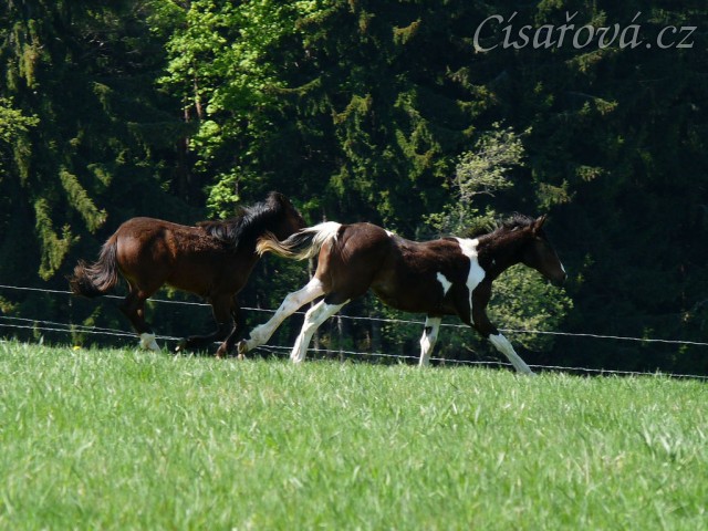 Ročci dovádí na pastvině