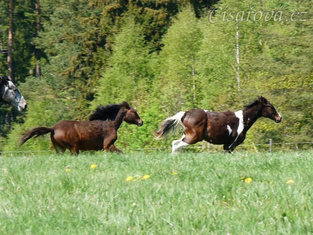 Ročci dovádí na pastvině