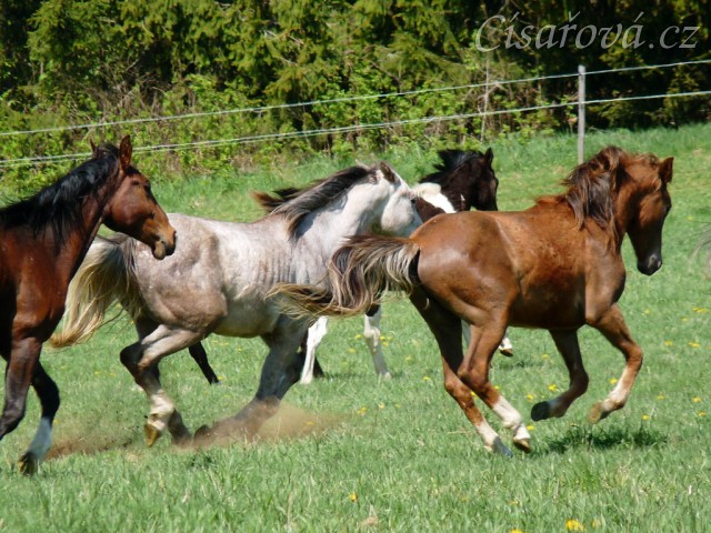 Stádo hřebců dovádí na pastvině