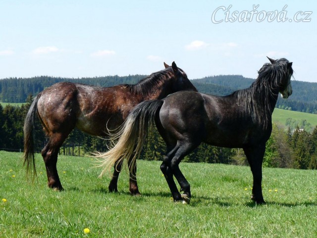 Čtyřletí Monty a Rybíz řeší hiearchii