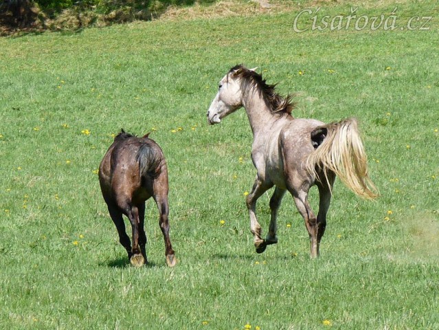 Čtyřletí Monty a Dukát, kdo koho "sežere" :-)