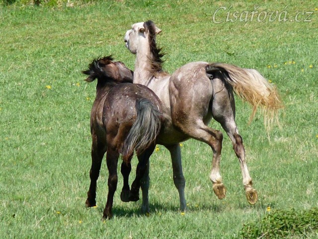Čtyřletí Monty a Dukát, kdo koho "sežere" :-)