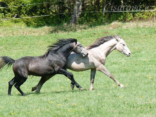 Čtyřletí Rybíz a Dukát