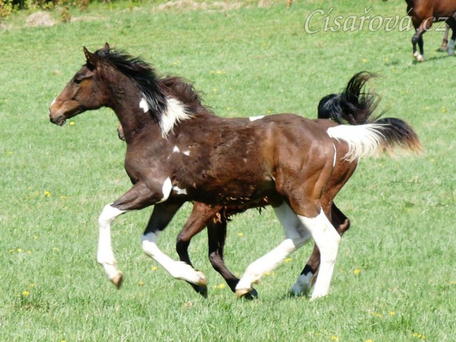 Ročci Fizzino a Gimli