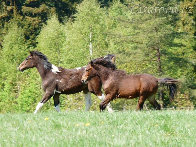 Ročci Fizzino a Gimli