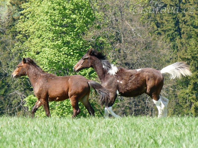 Ročci Fizzino a Gimli