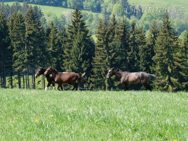 Ročci Fizzino a Gimli, za nimi čtyřletý Monty