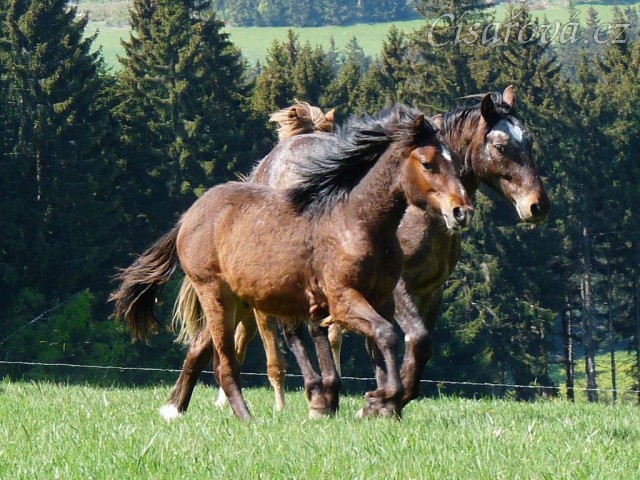 Monty dovádí s ročními hříbaty